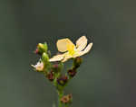 Hairy St. Johnswort